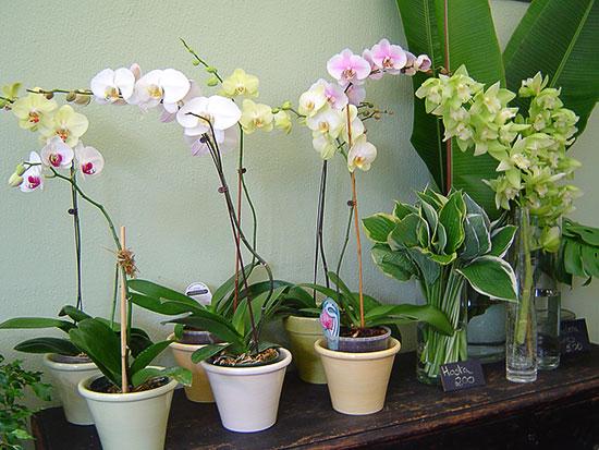 Hoa lan là biểu tượng của sự giàu có